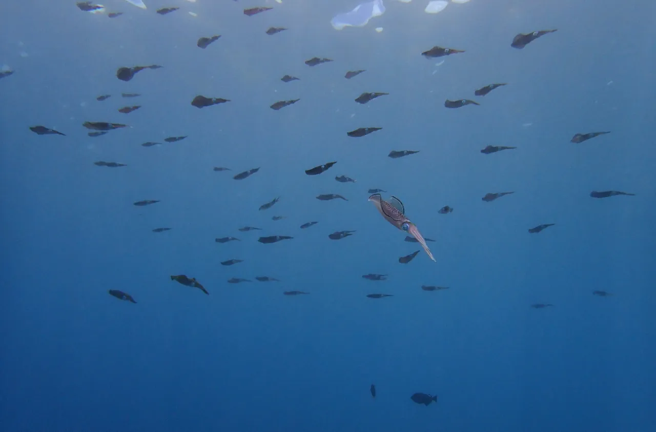 A school of reef squid swimming above a coral reef off American Samoa