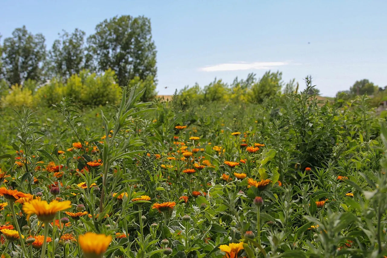 Flowers planted to draw pollinators to the crops at a farm in Caldwell, Idaho