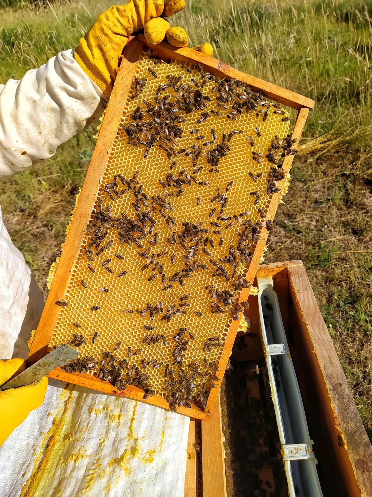 A beekeeper holding a hive frame covered in bees