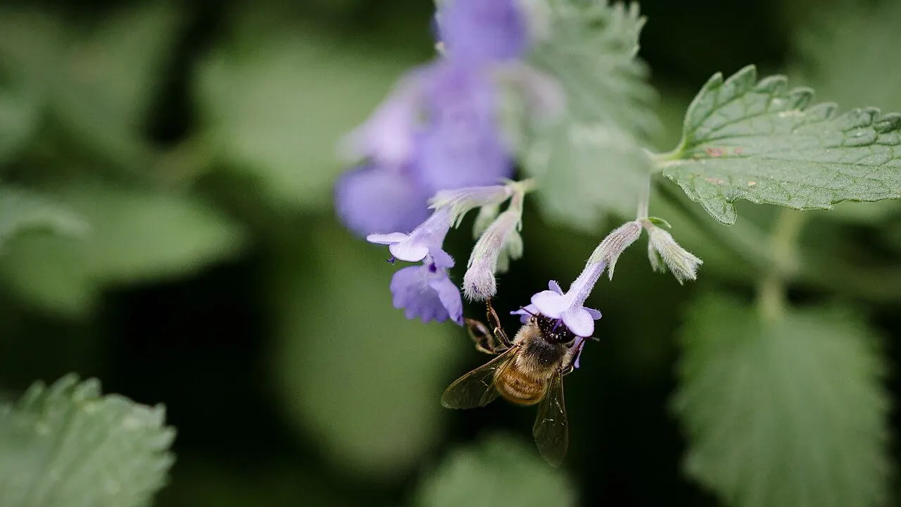 A honey bee drinking nectar from a flower in a garden in Washington, D.C.