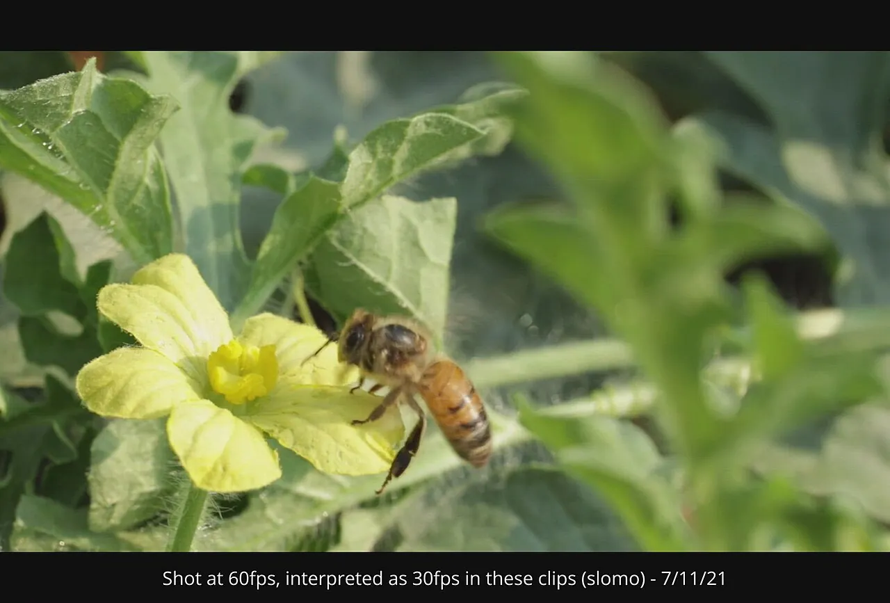 Honey bees pollinating watermelon flowers in Boise, Idaho