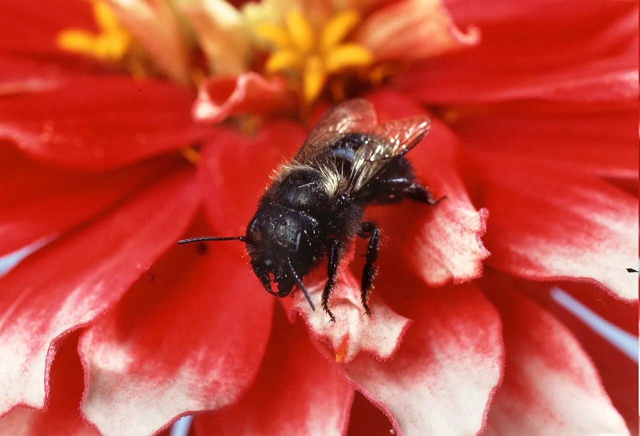 A blue orchard bee pollinating a zinnia flower