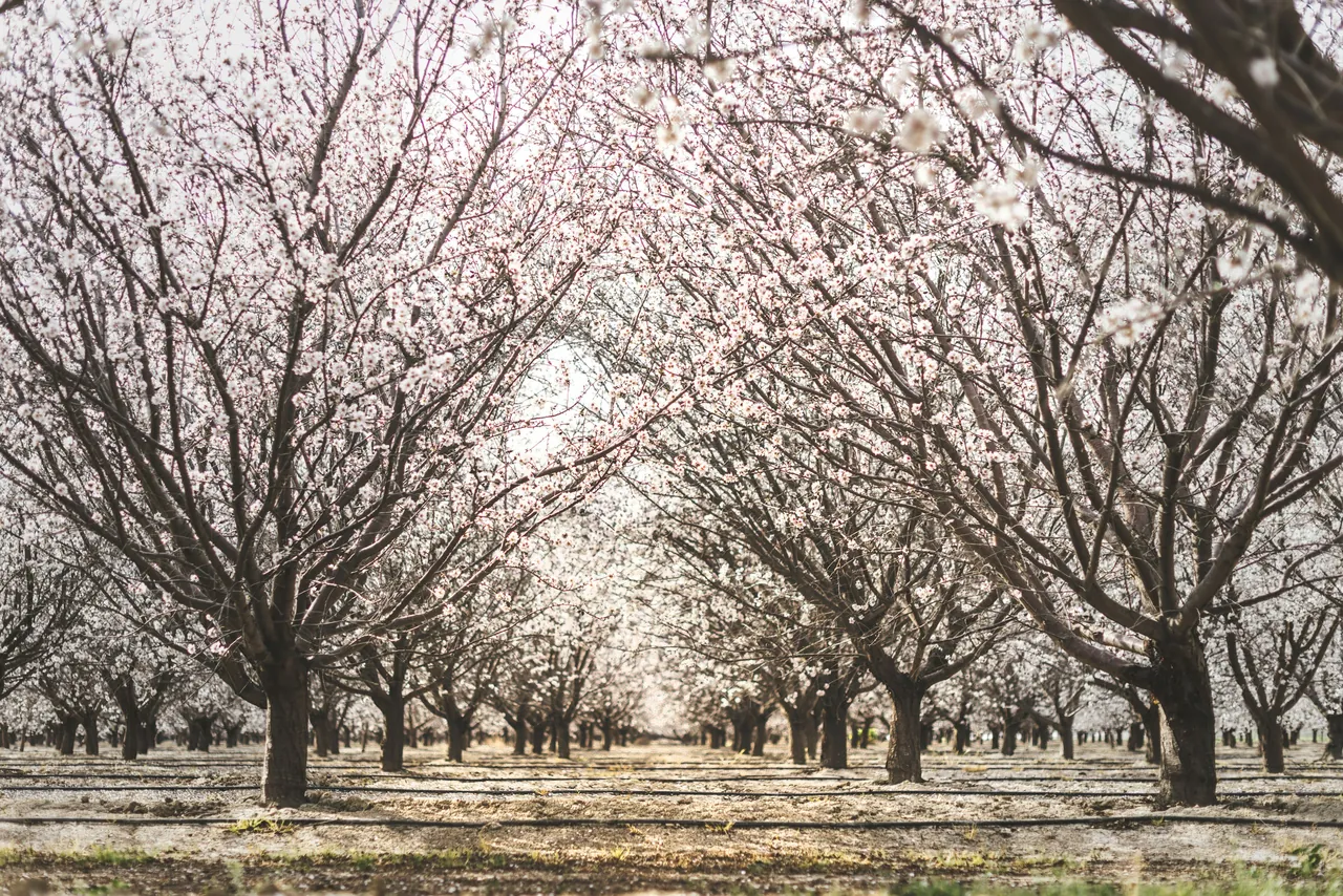 An almond orchard in bloom in Arvin, California