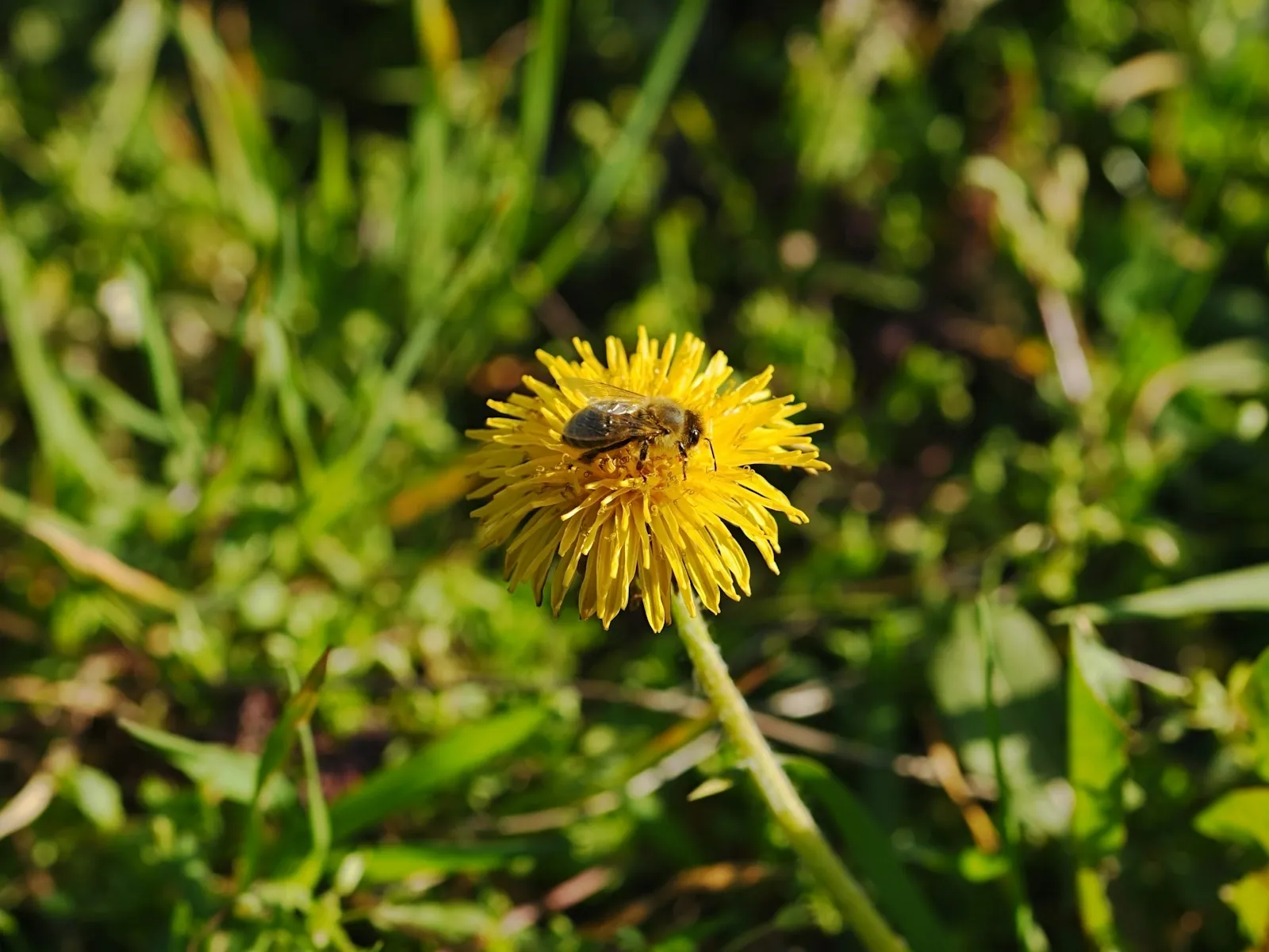 A bee on a yellow dandelion flower