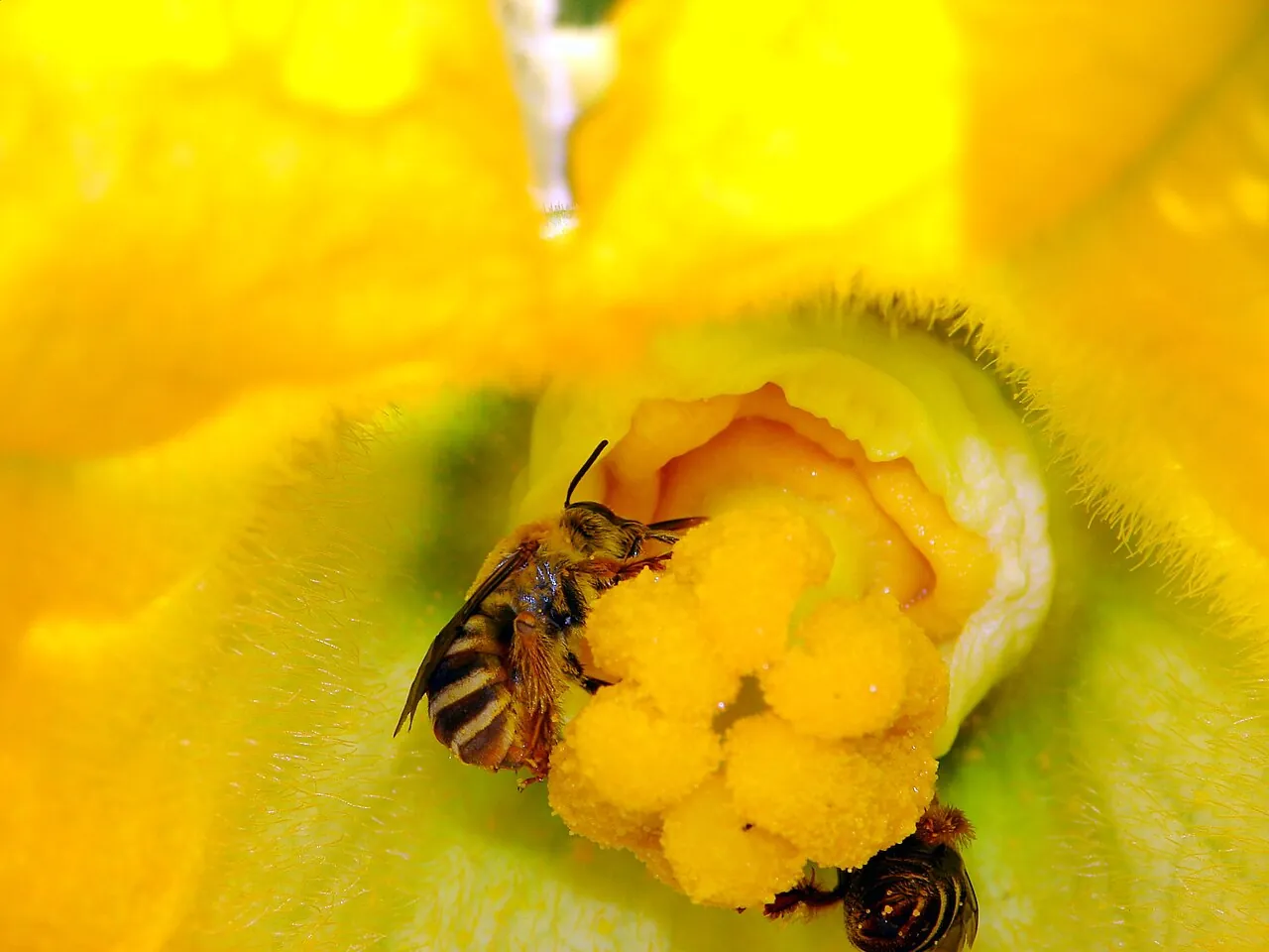 A squash bee, a wild bee, on a squash blossom