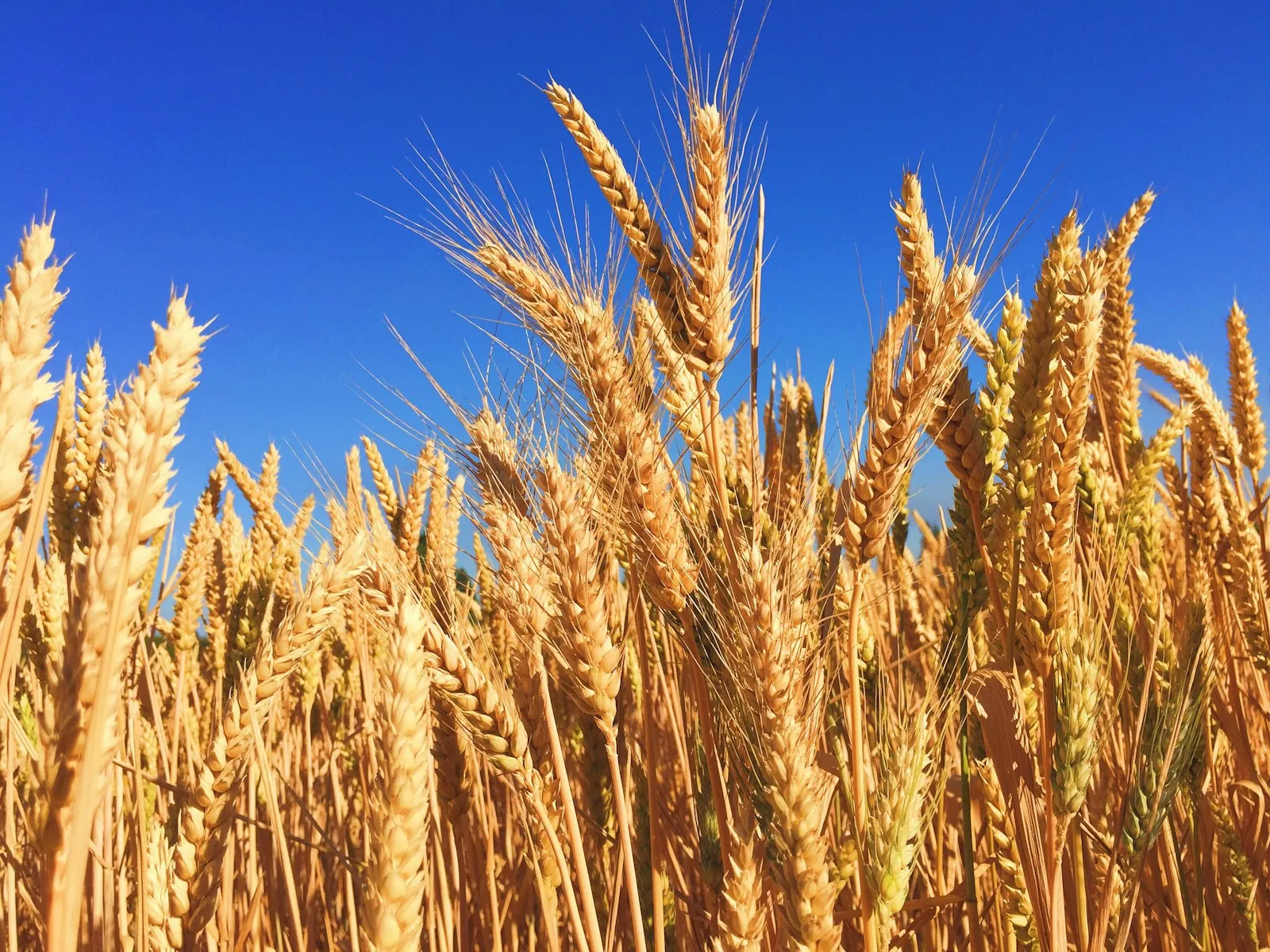A wheat field near Eugene, Oregon