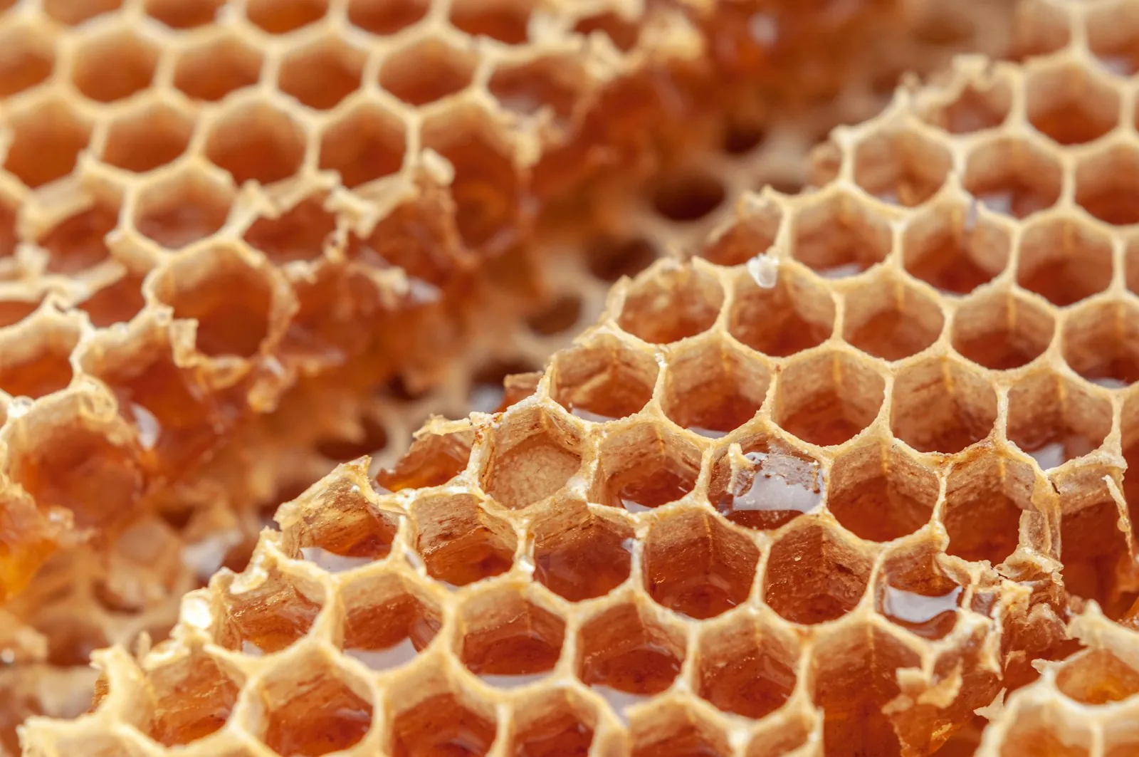 Close-up of a honeycomb filled with honey