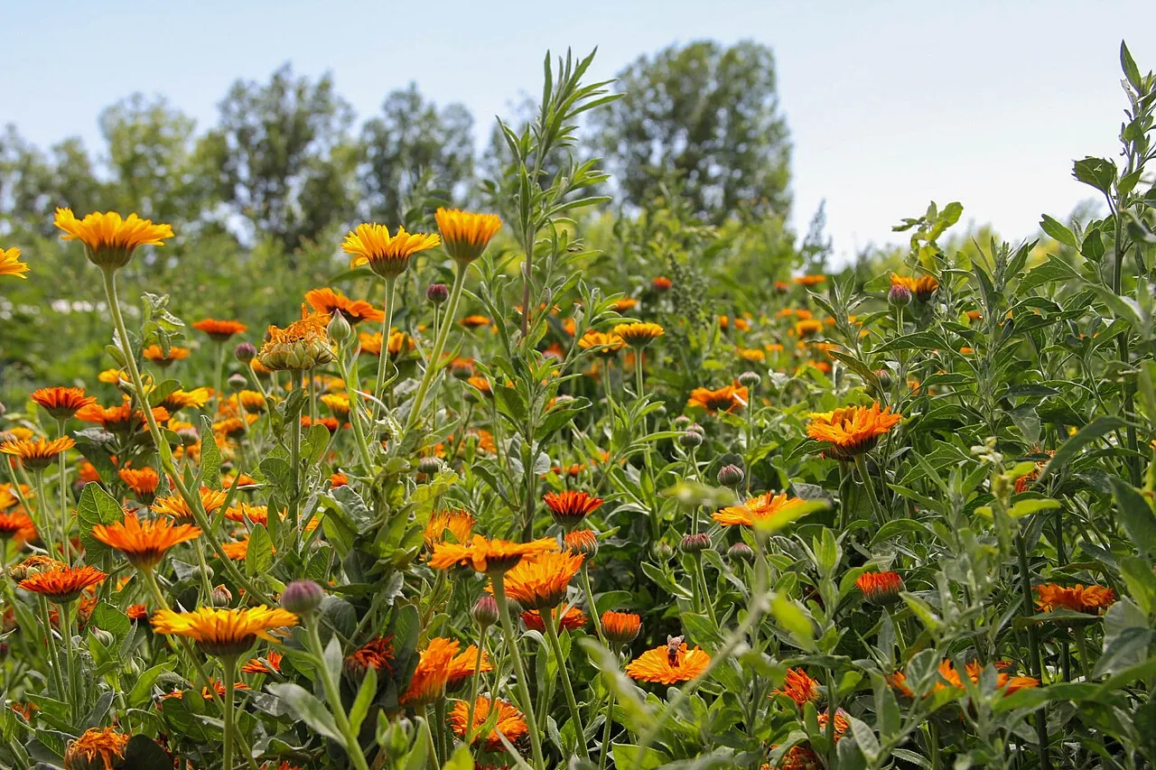 Flowers planted for pollinators in a field at a farm in Caldwell, Idaho