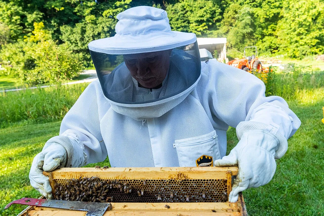 A beekeeper in protective gear tending bees in an apiary
