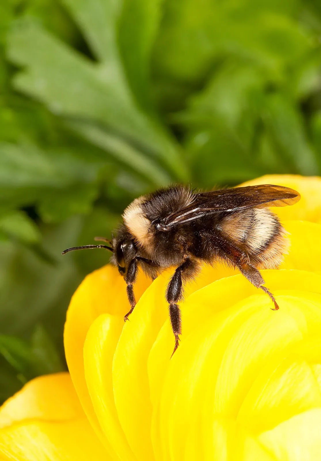 A western bumble bee, a wild bee native to the western United States