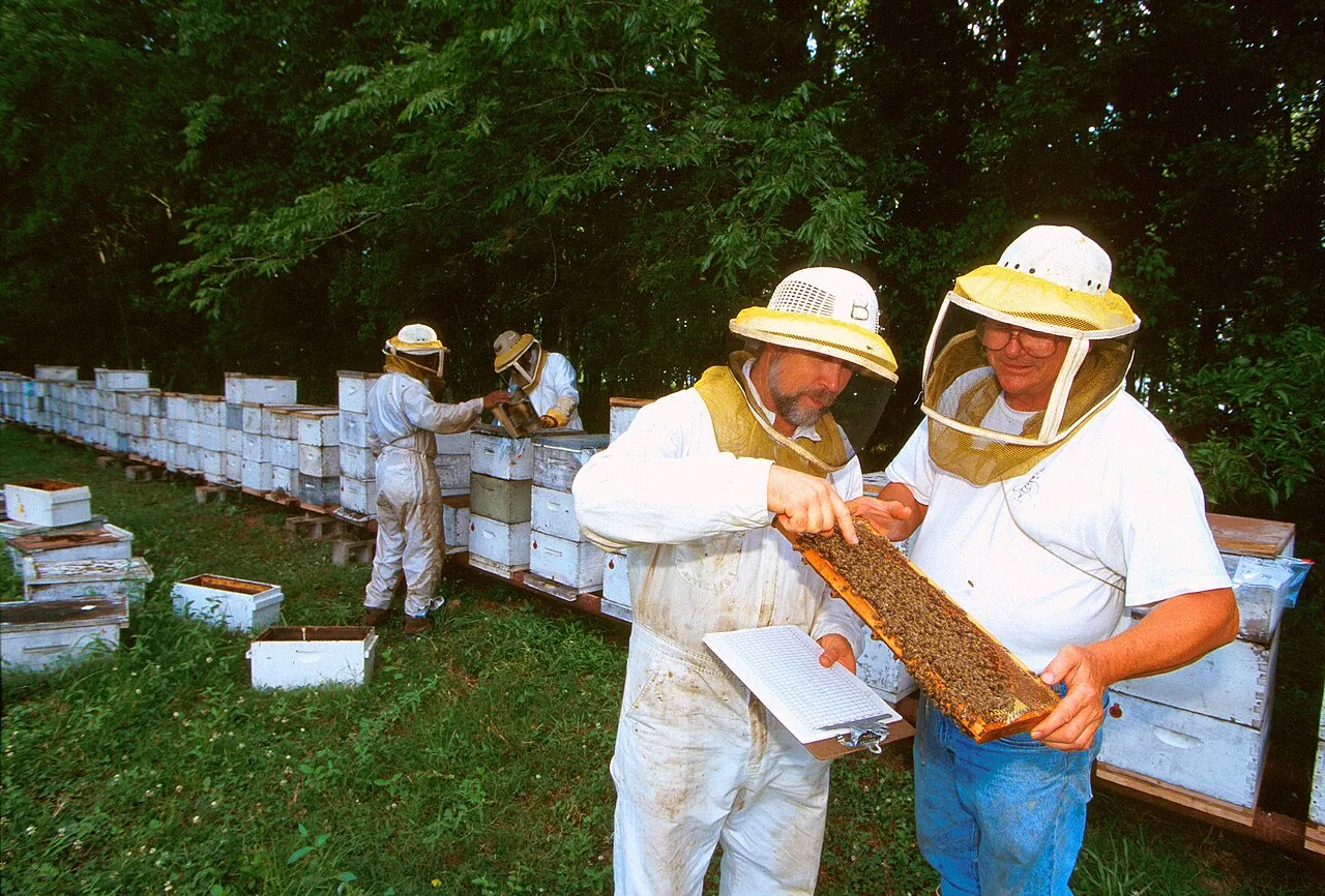 Bee scientists and a beekeeper inspect honey bee colonies at a research lab in Baton Rouge, Louisiana