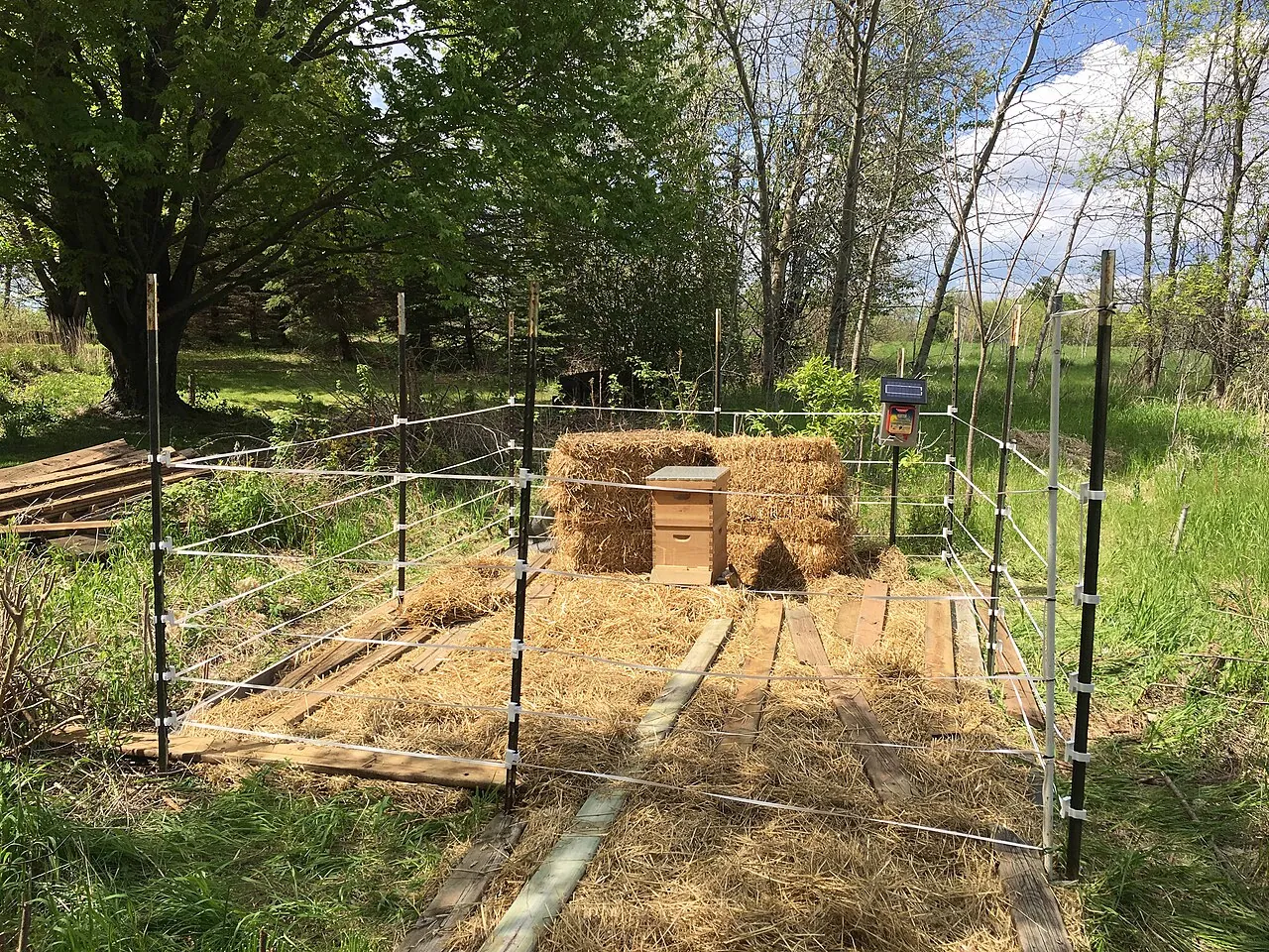 Beehives in an apiary, with an electric fence around them to keep bears out