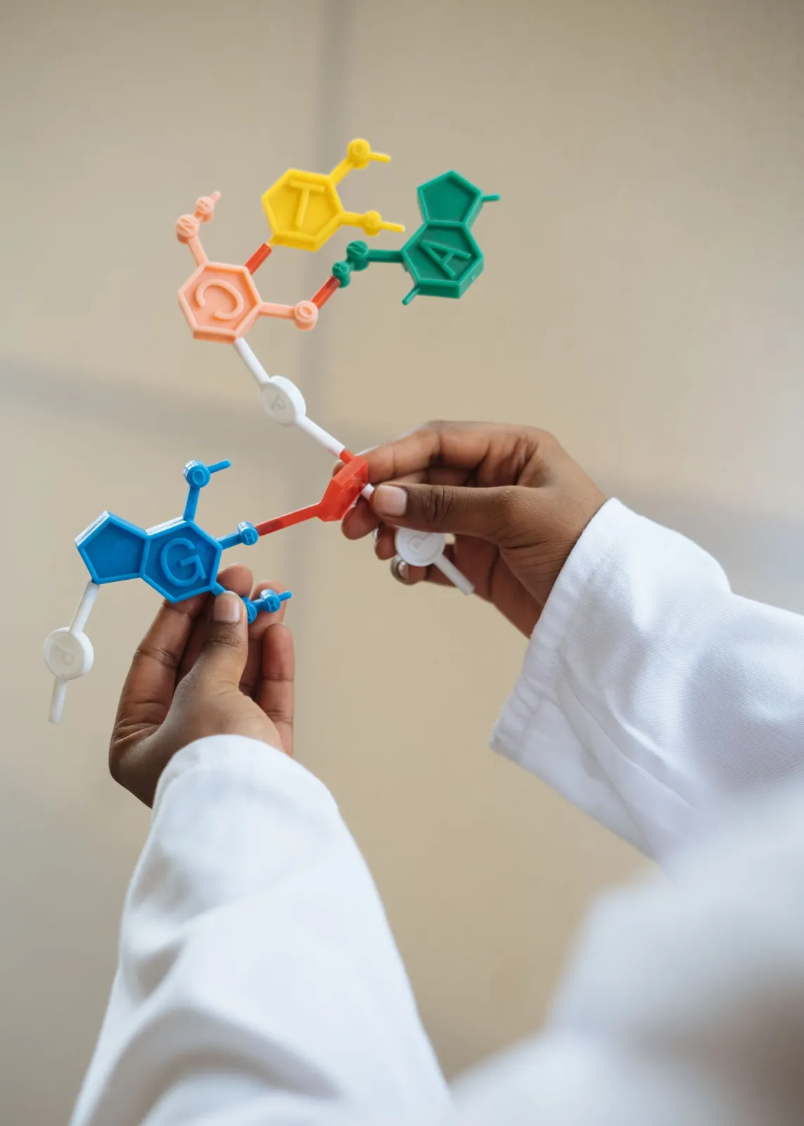 A scientist in a lab coat holds a colorful plastic model of DNA bases
