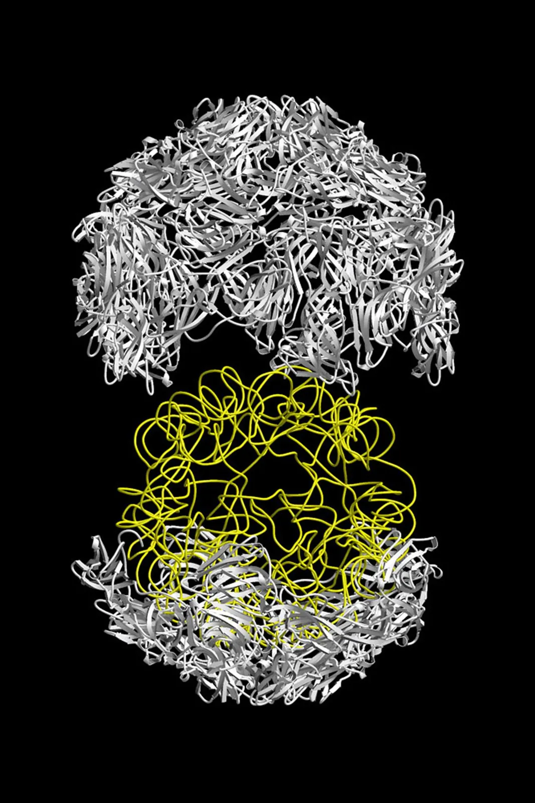 A computer model of a small plant virus built from protein pieces, solved from crystals grown in space