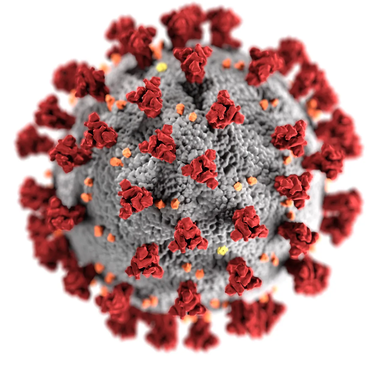 A CDC illustration of the coronavirus that causes COVID-19, a gray ball covered in red spikes