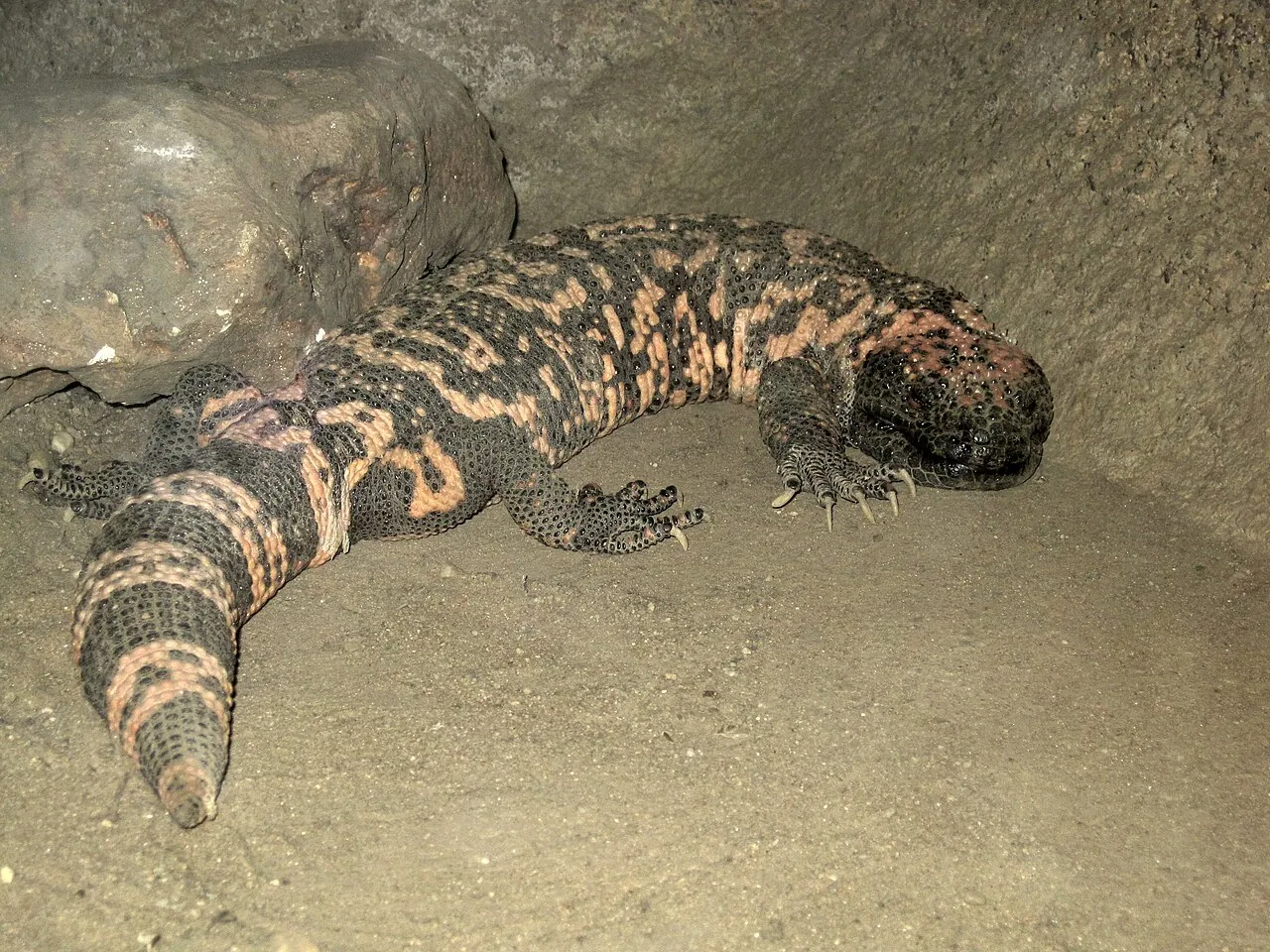 A Gila monster at Burgers Zoo in Arnhem, the Netherlands
