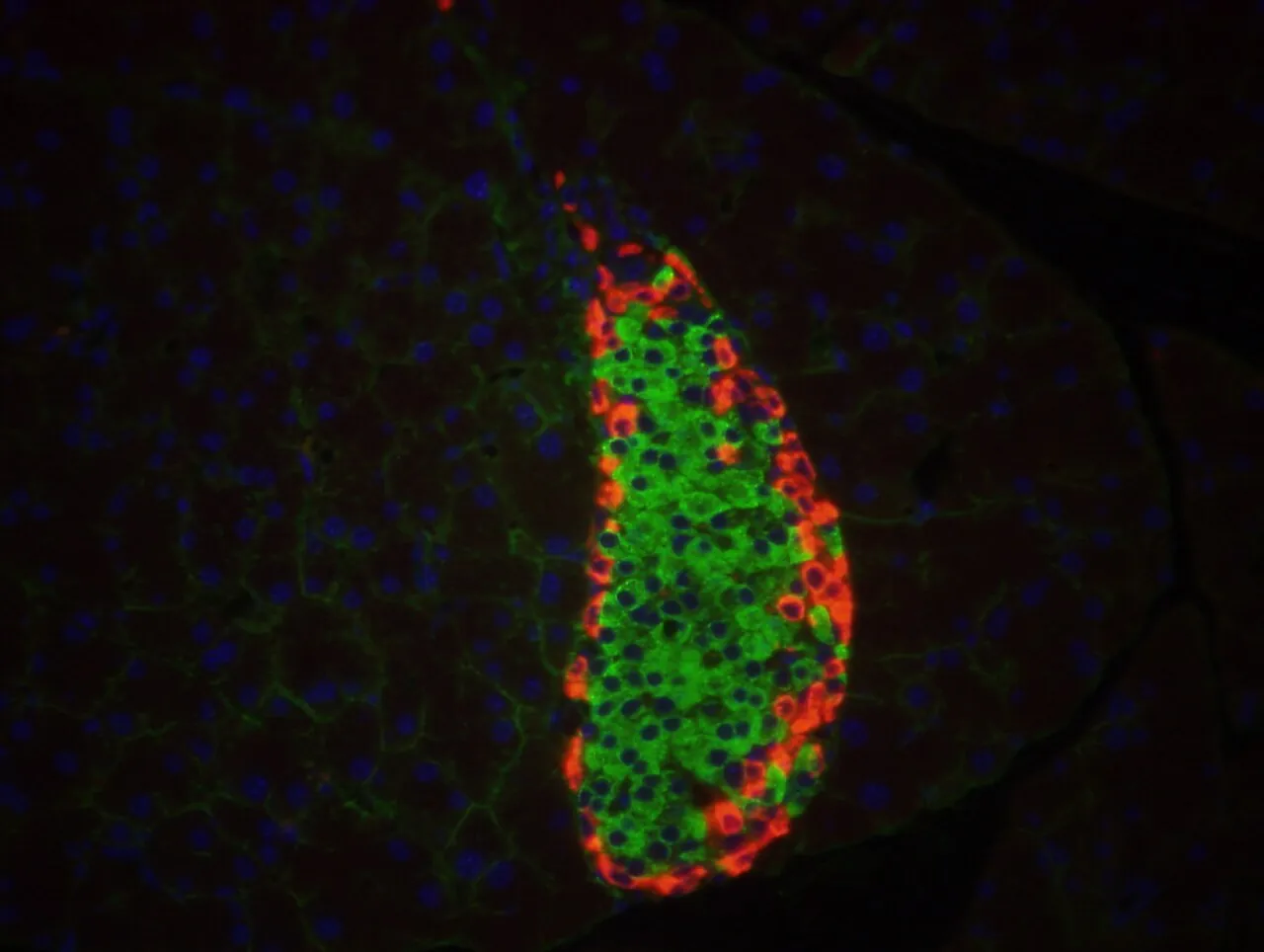 A mouse pancreatic islet under a fluorescence microscope, with insulin stained red and glucagon stained green