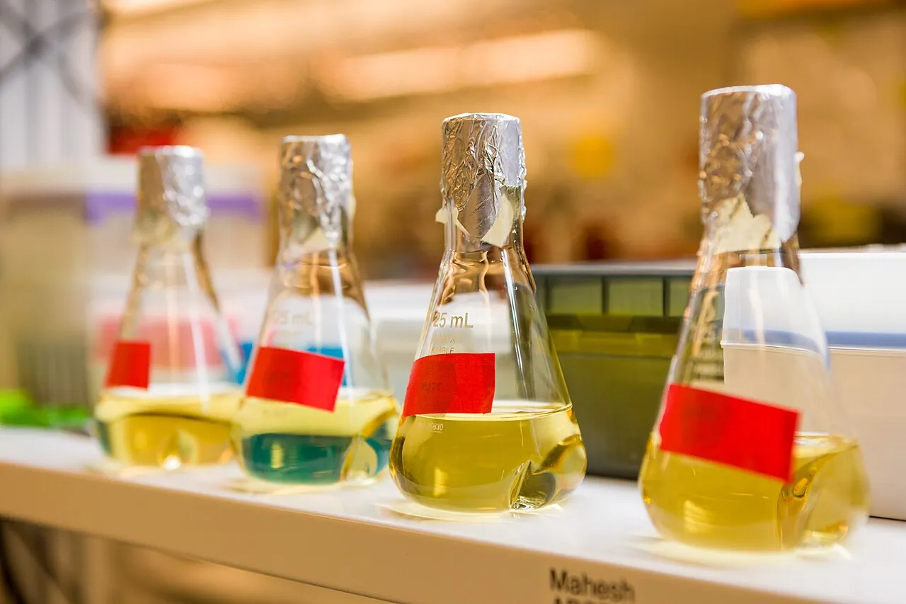 Glass flasks of liquid cultures used to make proteins in a National Institutes of Health lab