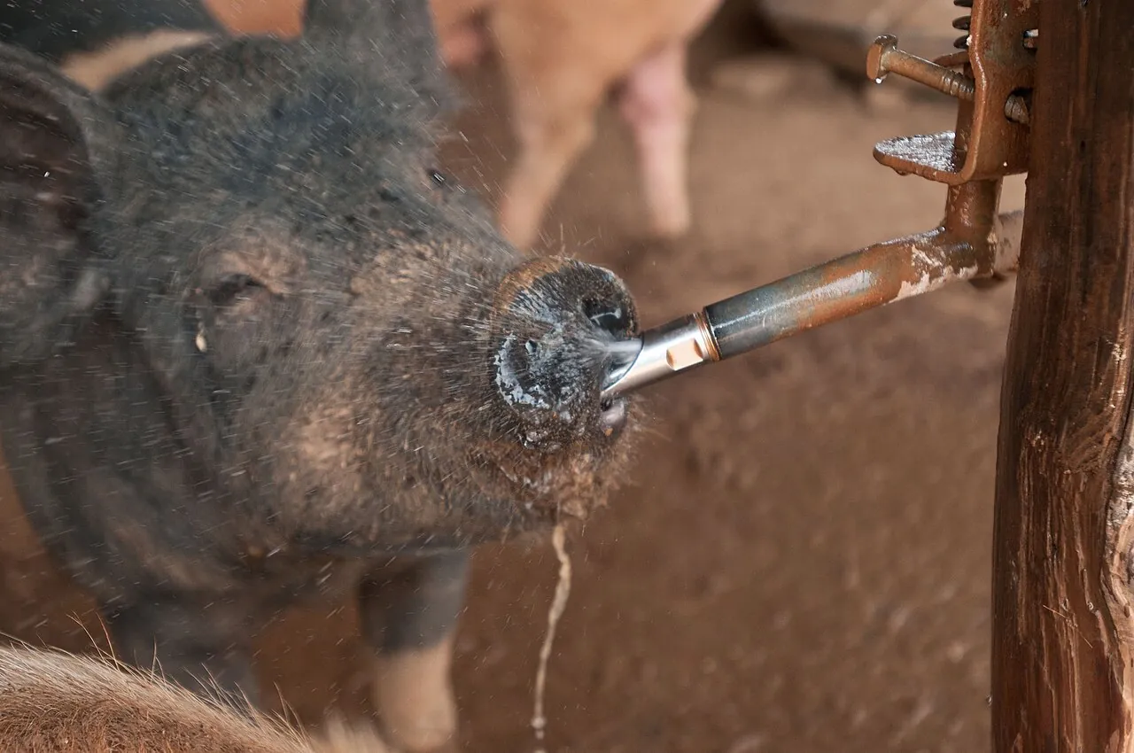 A pig drinking water in a pen
