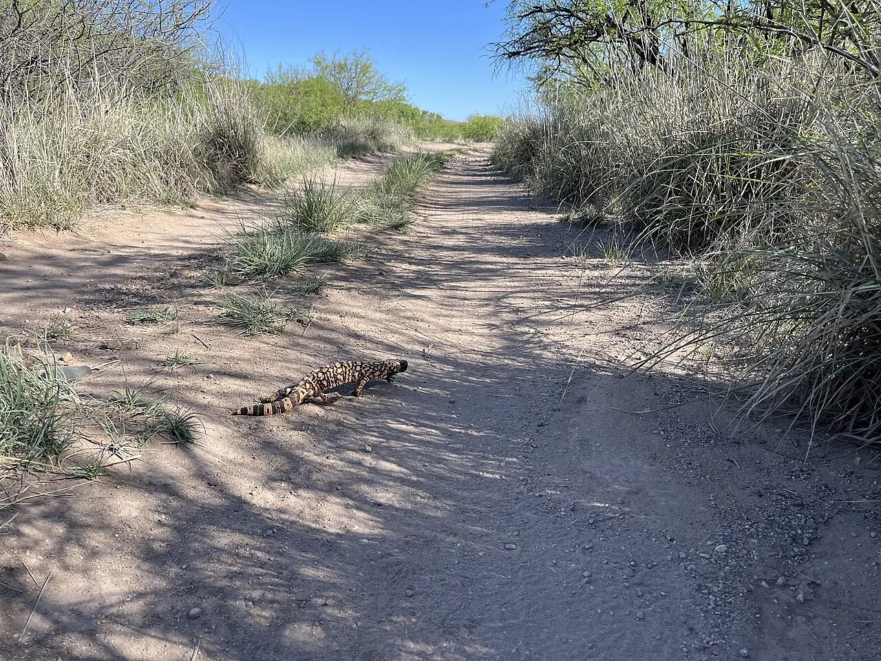 A Gila monster crossing a dirt road in the Las Cienegas National Conservation Area in Arizona