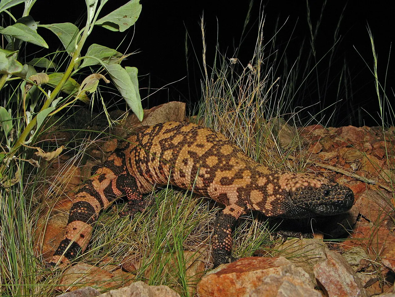 A reticulate Gila monster, with a net-like pattern of black and orange scales