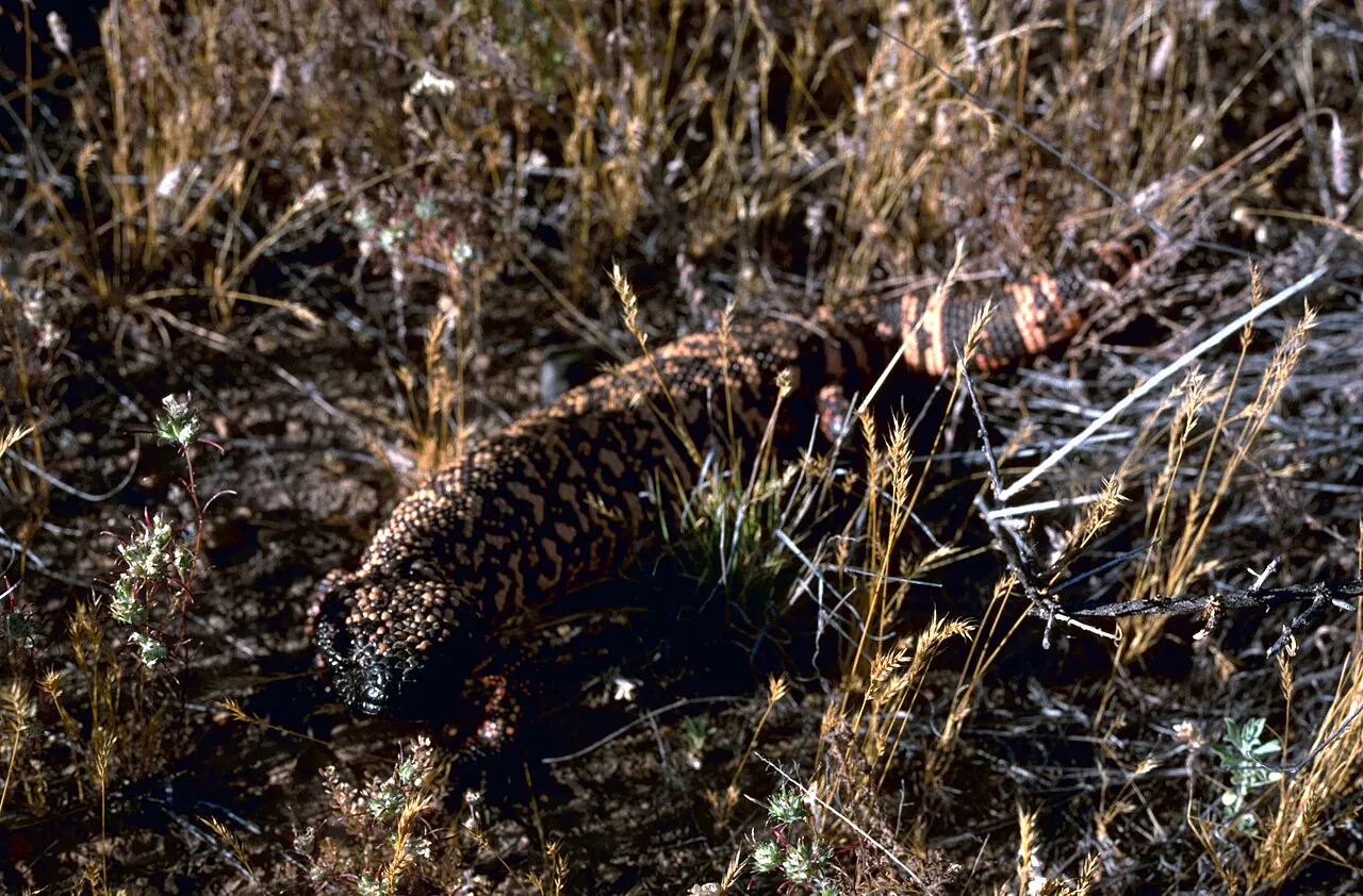 A Gila monster, a lizard with beaded black and orange scales, at Buenos Aires National Wildlife Refuge in Arizona