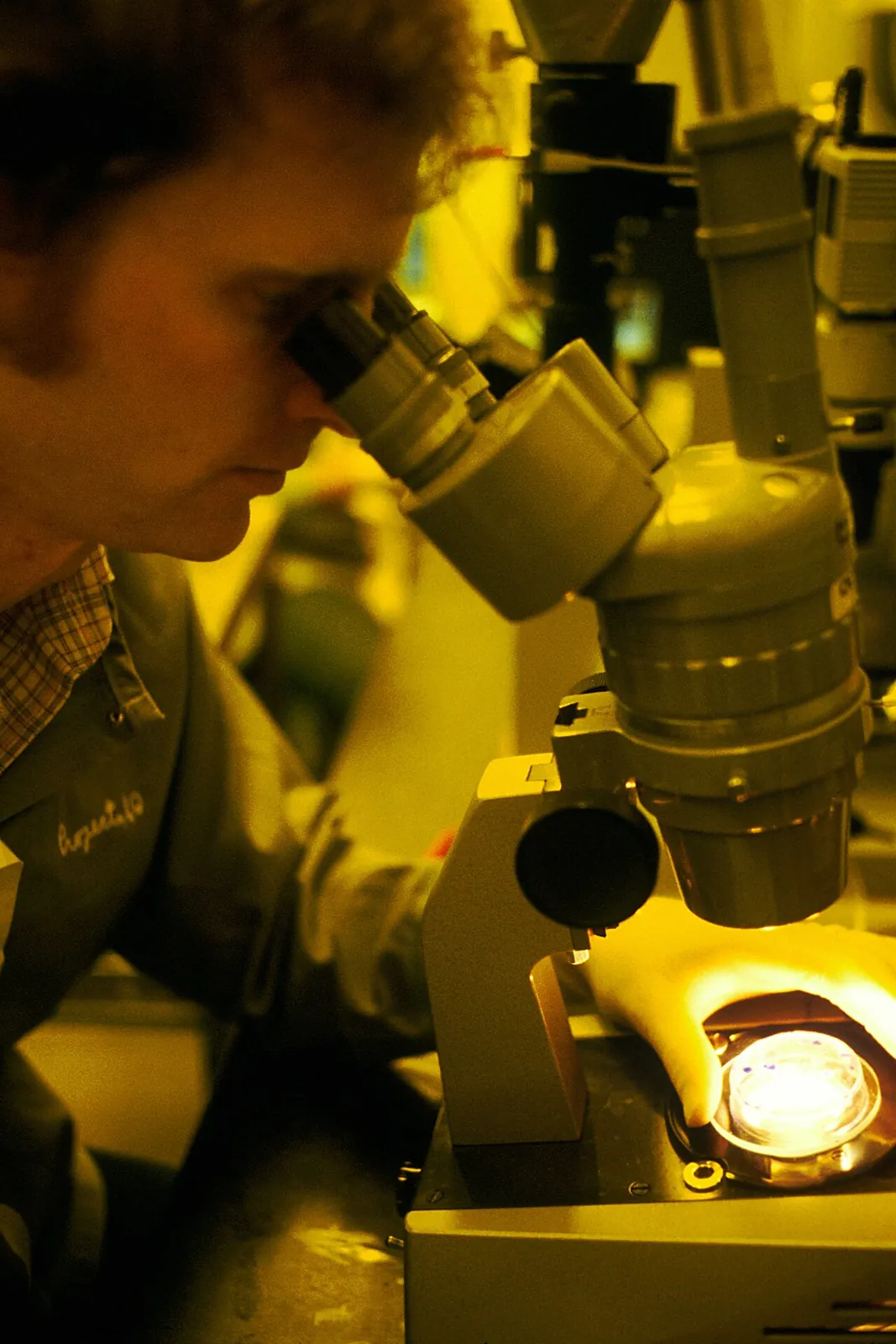 A dish of cells under a microscope as a scientist looks through the eyepieces