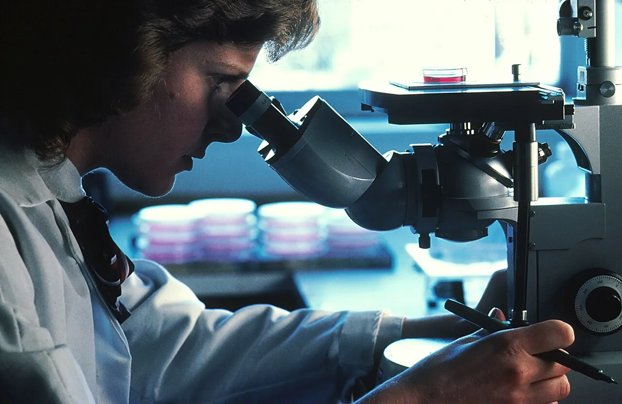 A scientist looking through an inverted microscope at cells grown in a dish