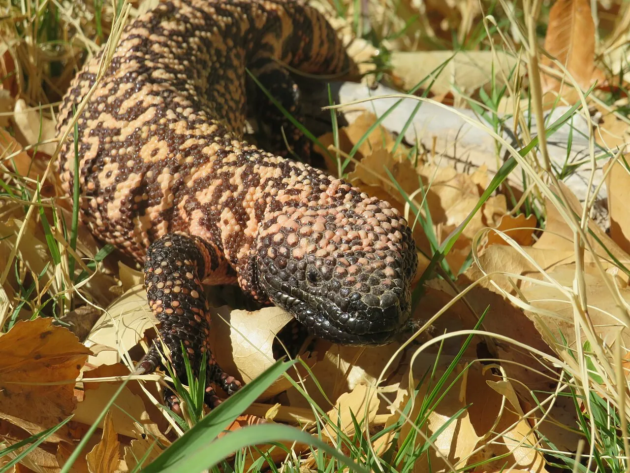 A Gila monster among dry leaves in the Las Cienegas National Conservation Area in Arizona