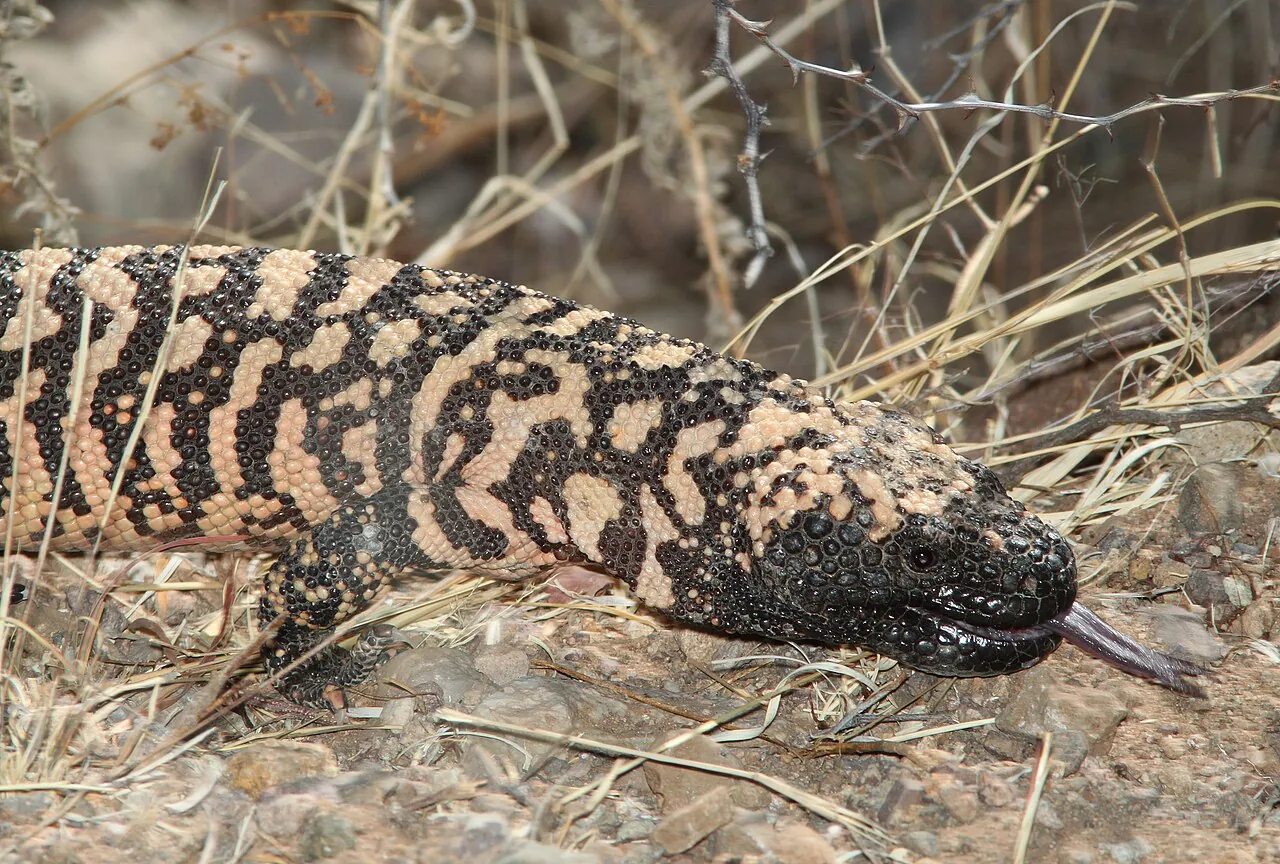 A Gila monster near Patagonia Lake in southern Arizona