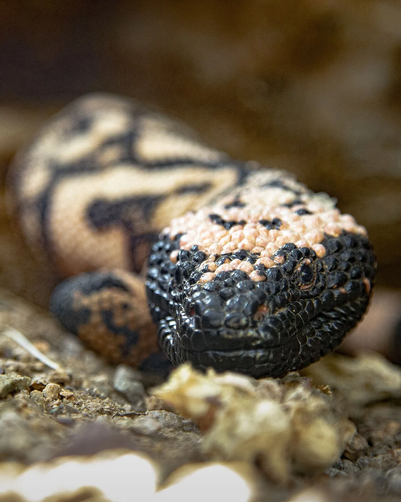 A Gila monster walking over gravel toward the camera in Saguaro National Park