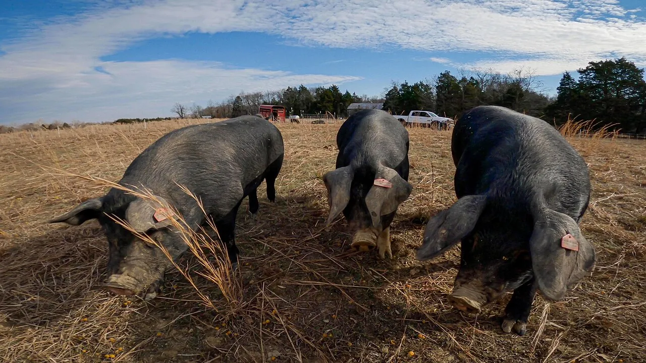 Pasture-raised hogs on a farm in Maryland