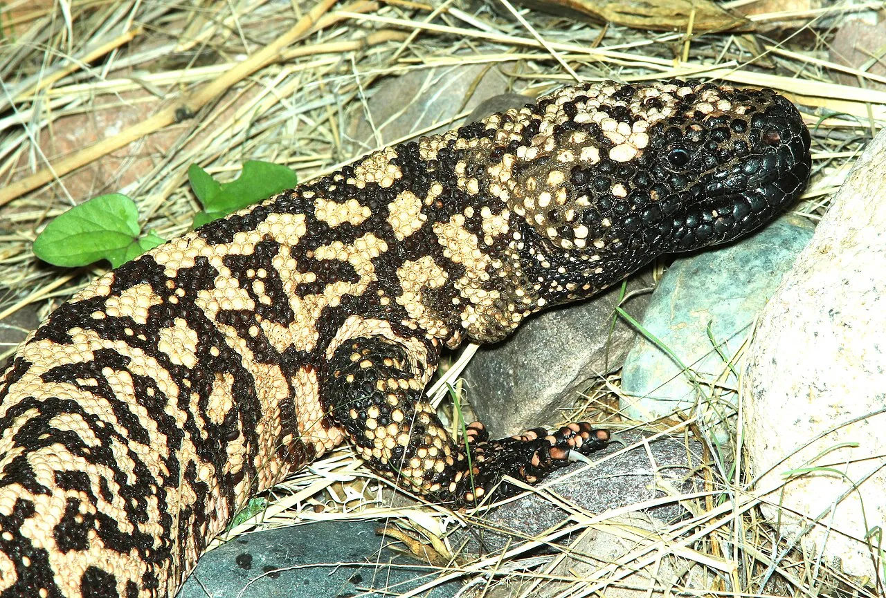 A Gila monster near Patagonia Lake in southern Arizona, its black and orange beaded skin in view