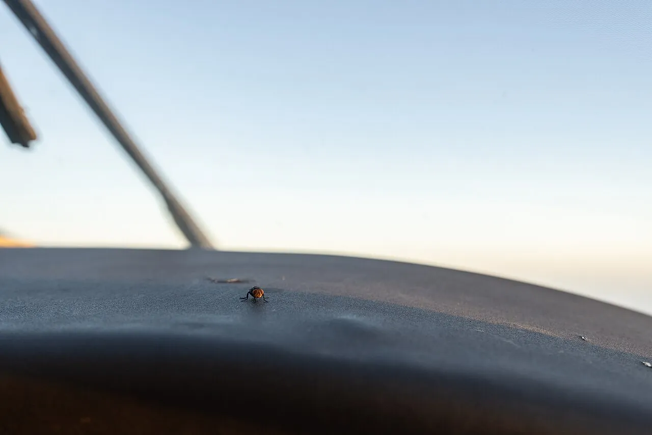 A sterile screwworm fly on the window of a plane flying over Texas near the Mexico border