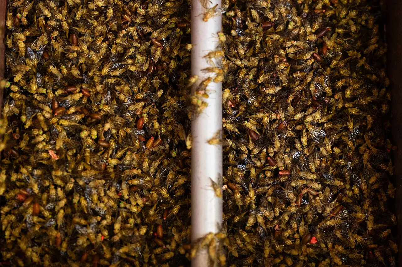 Sterile Mexican fruit flies being packed into boxes for release from planes at a Texas fly-rearing plant