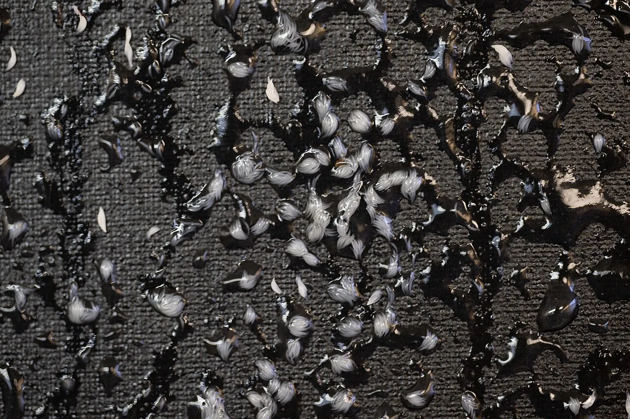 Newly laid Mexican fruit fly eggs in a cage of adult flies at a Texas fly-rearing plant