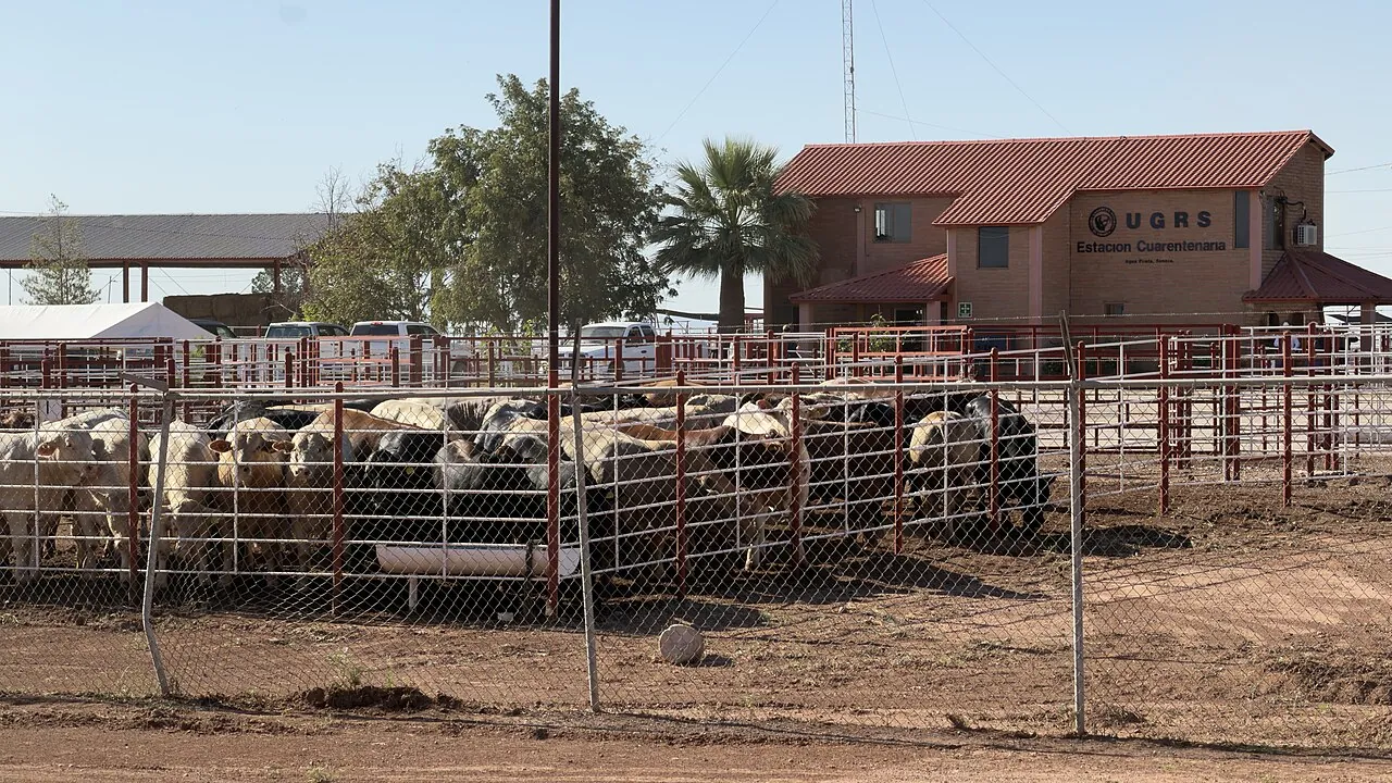 Cattle in Mexico wait behind the border fence to cross into the United States at Douglas, Arizona