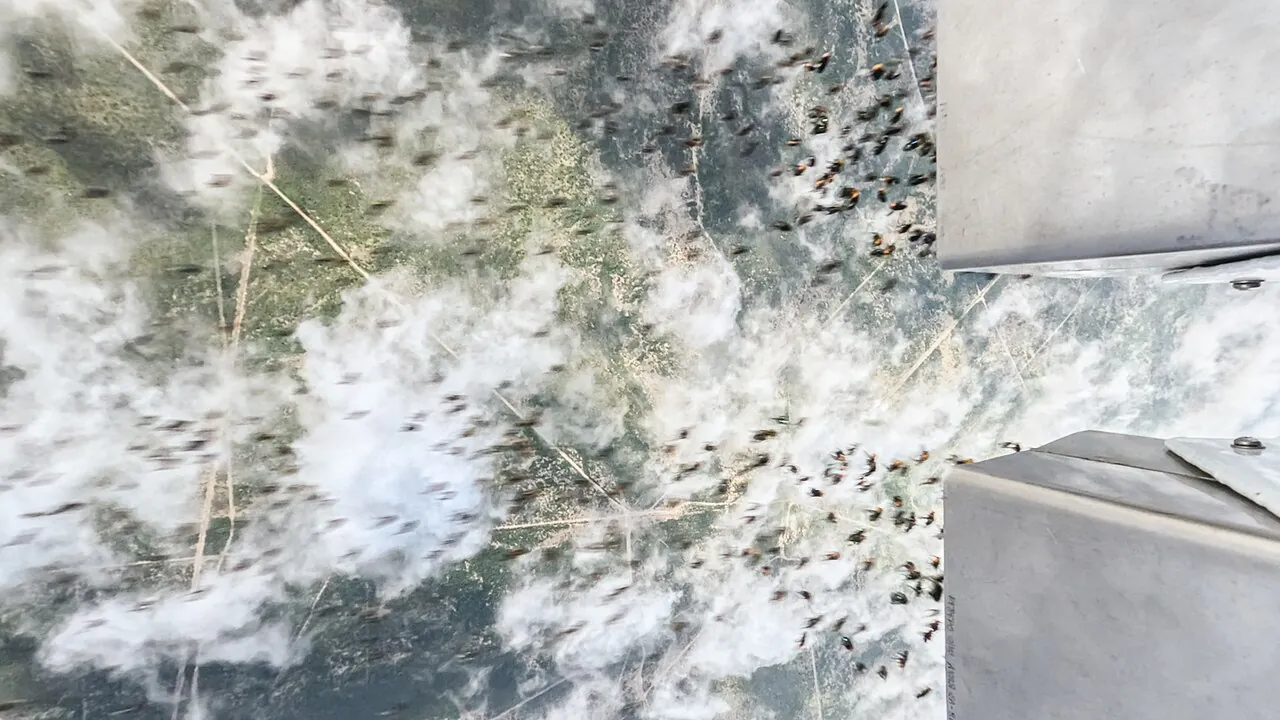 View from a camera on the outside of a plane as it starts releasing sterile screwworm flies over Texas near the Mexico border