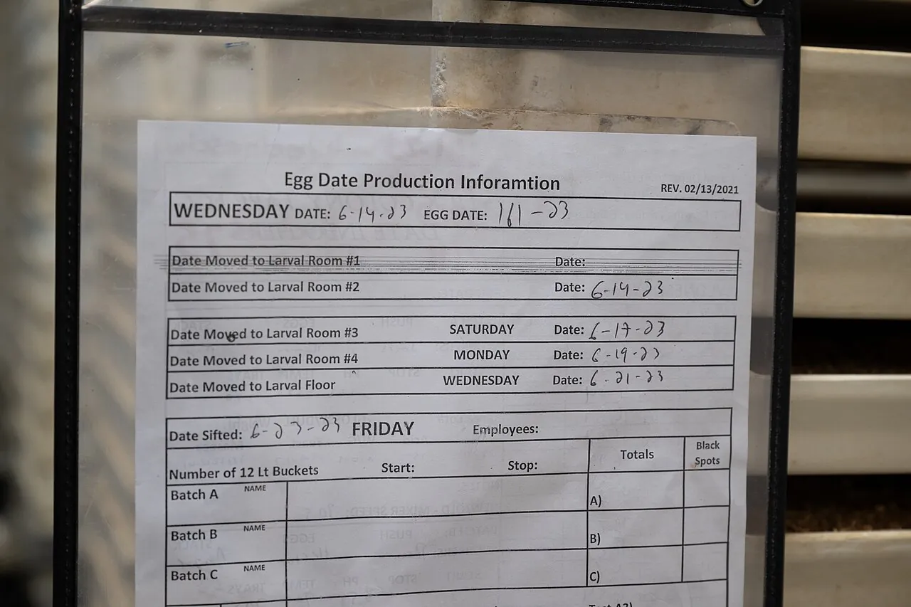 A record sheet that follows one batch of Mexican fruit fly larvae through each stage at a Texas fly-rearing plant
