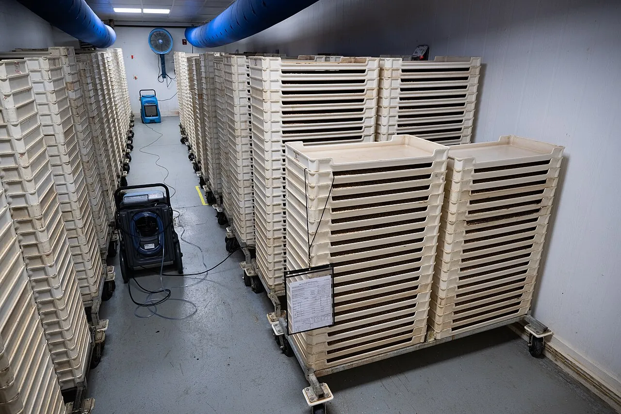 A larval room filled with trays of Mexican fruit fly larvae at a Texas fly-rearing plant