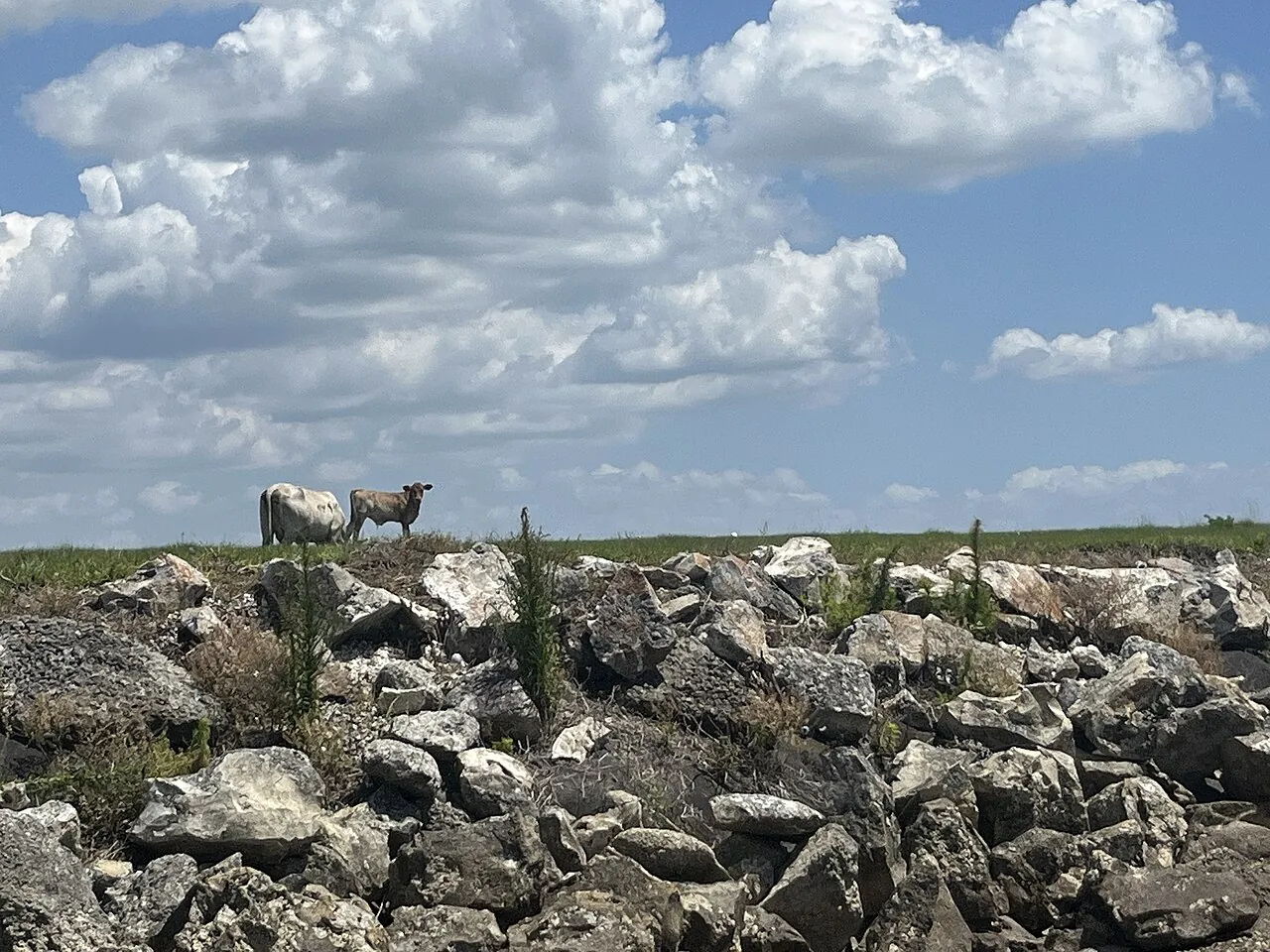 Florida Cracker cattle beside the St. Cloud Canal in central Florida
