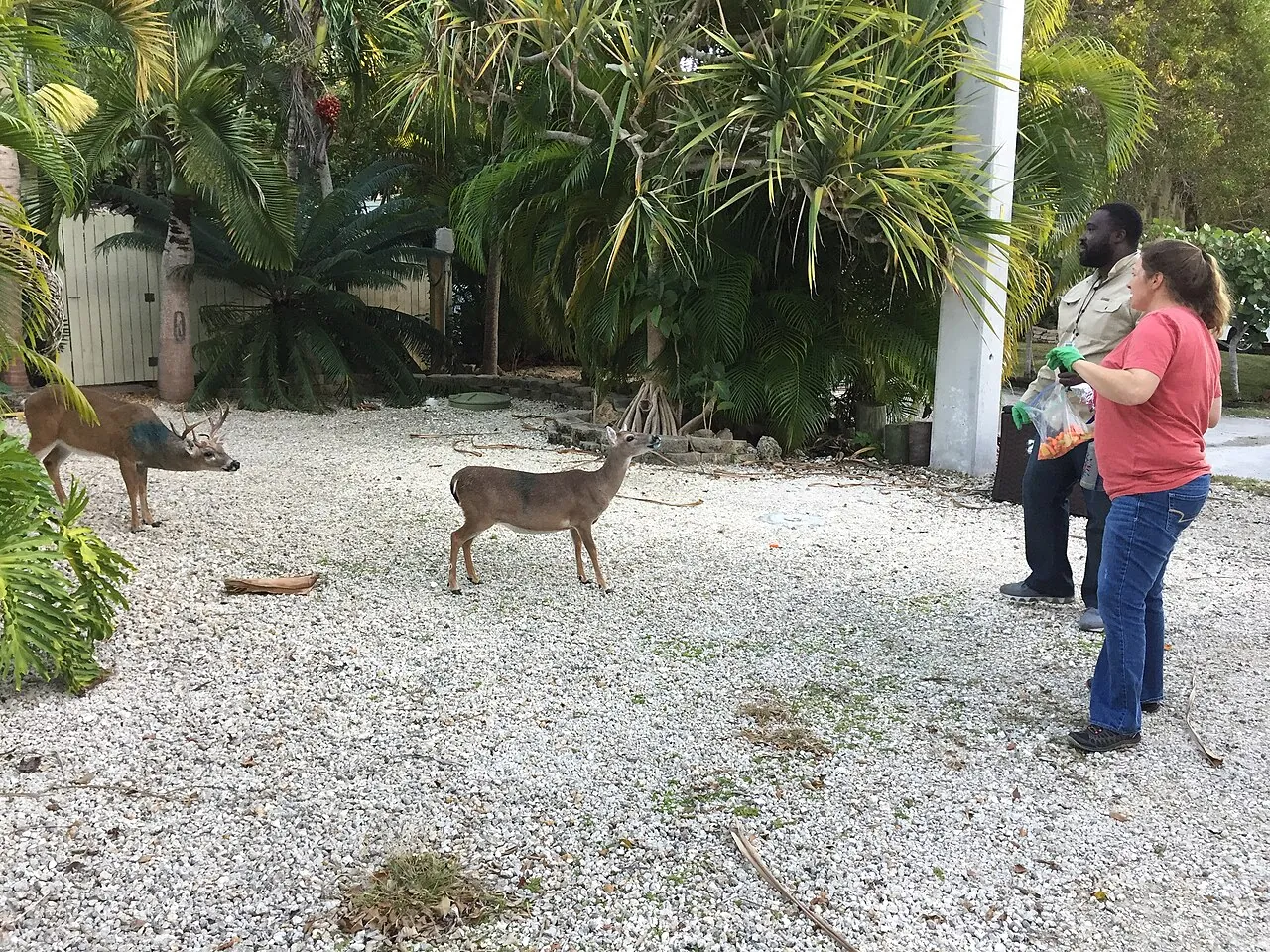USDA workers give medicine to a deer and mark it on Big Pine Key, Florida, during a screwworm outbreak