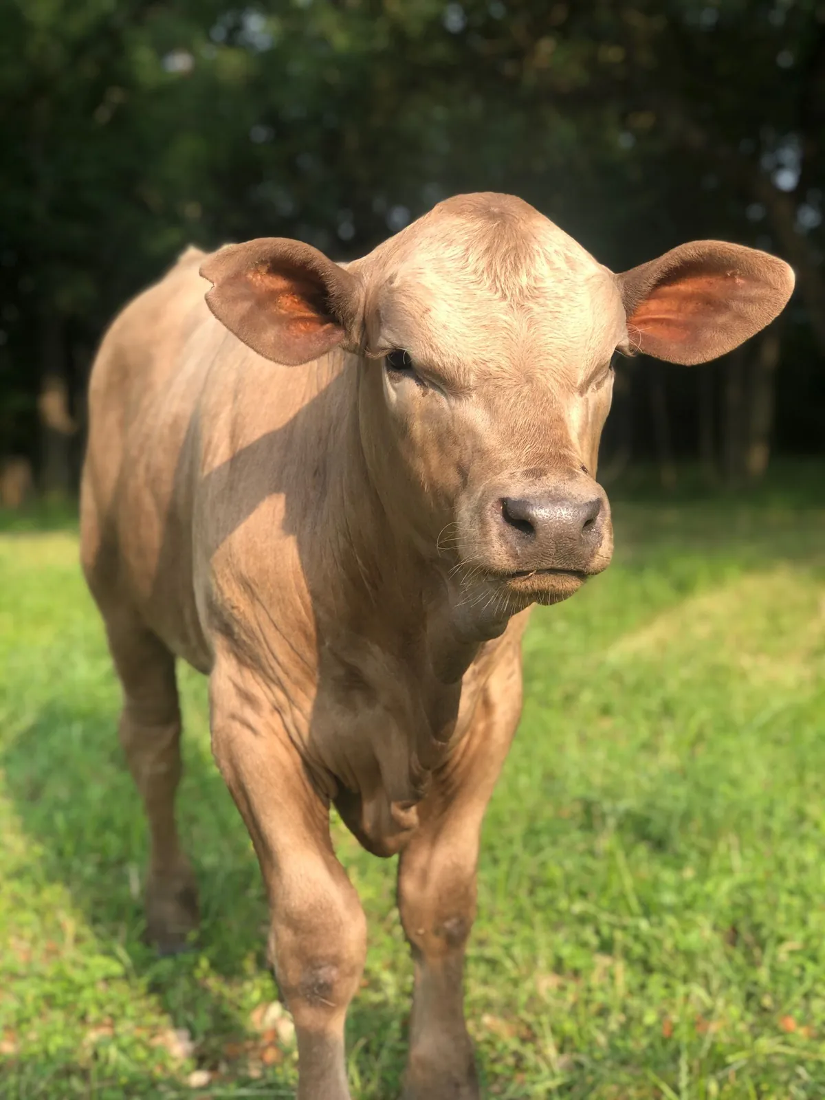 A brown calf standing in a green pasture in Brenham, Texas