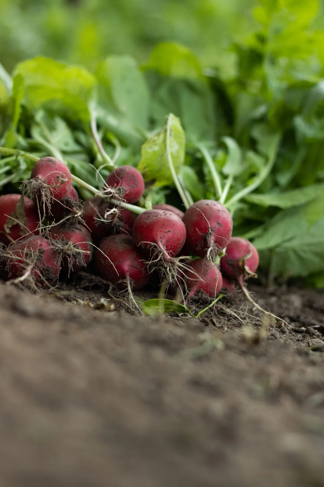 A bunch of freshly pulled red radishes lying on garden soil