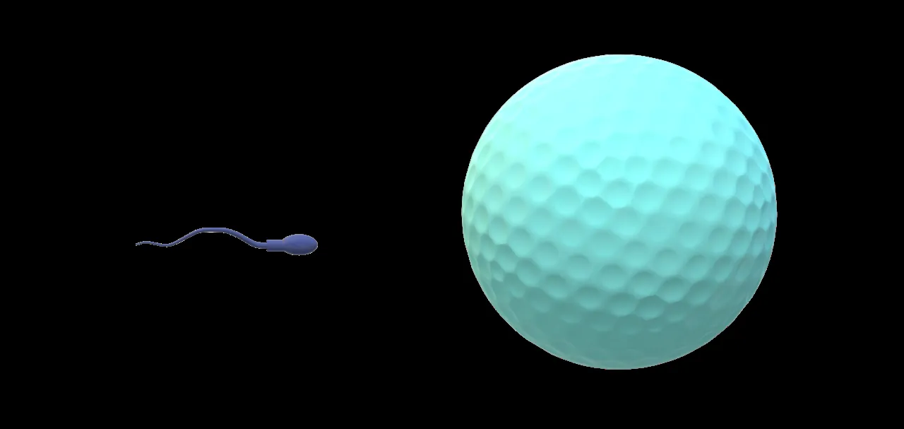 Drawing of a large round egg cell and a small sperm cell with a long tail