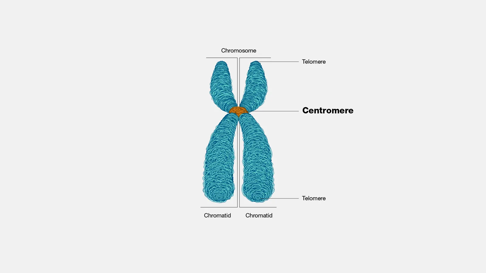 Diagram of a chromosome with its pinched middle point, the centromere, labeled