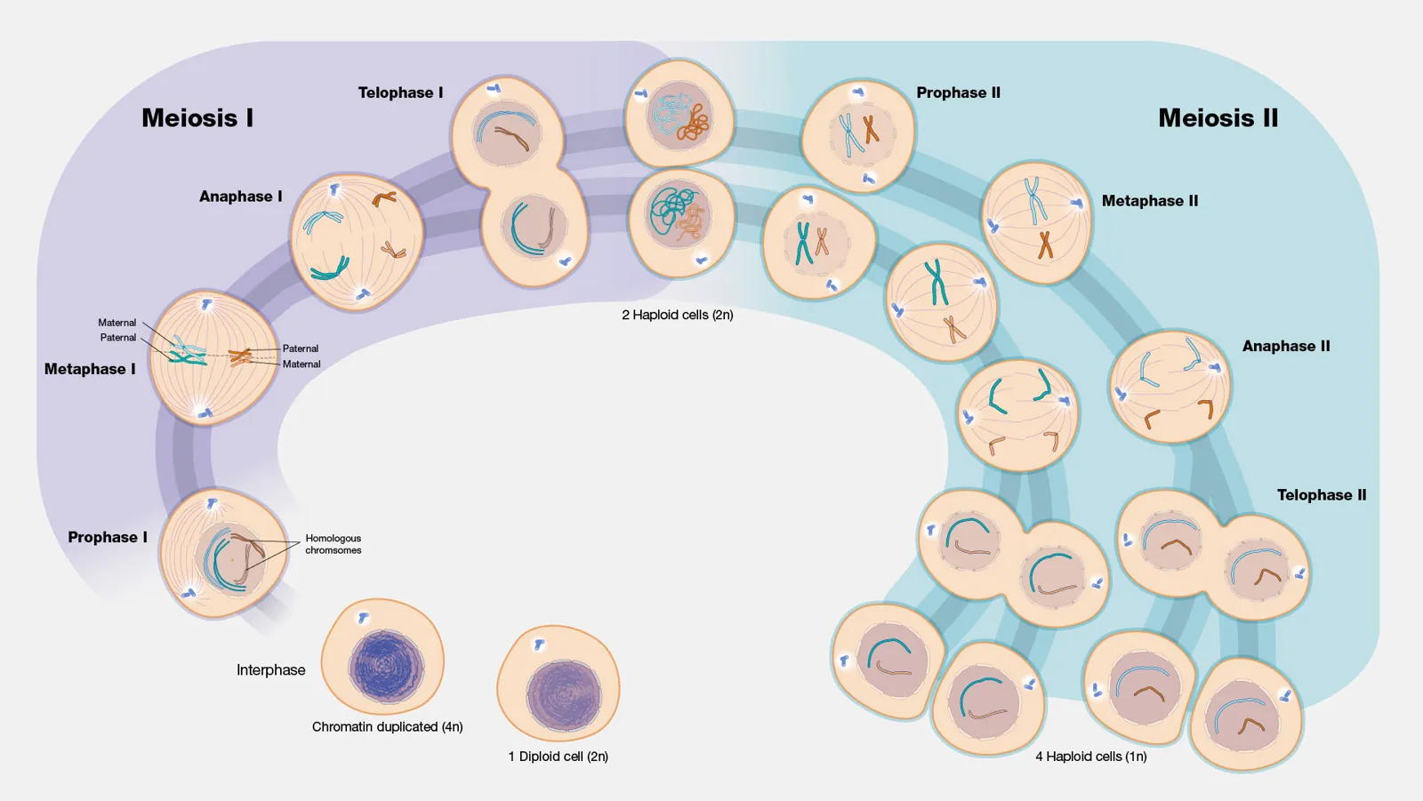 Diagram of meiosis, where one cell divides twice to make four egg or sperm cells, each with half the chromosomes