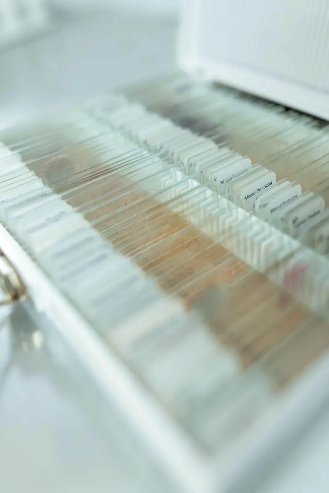 Rows of glass lab sample slides lined up close together