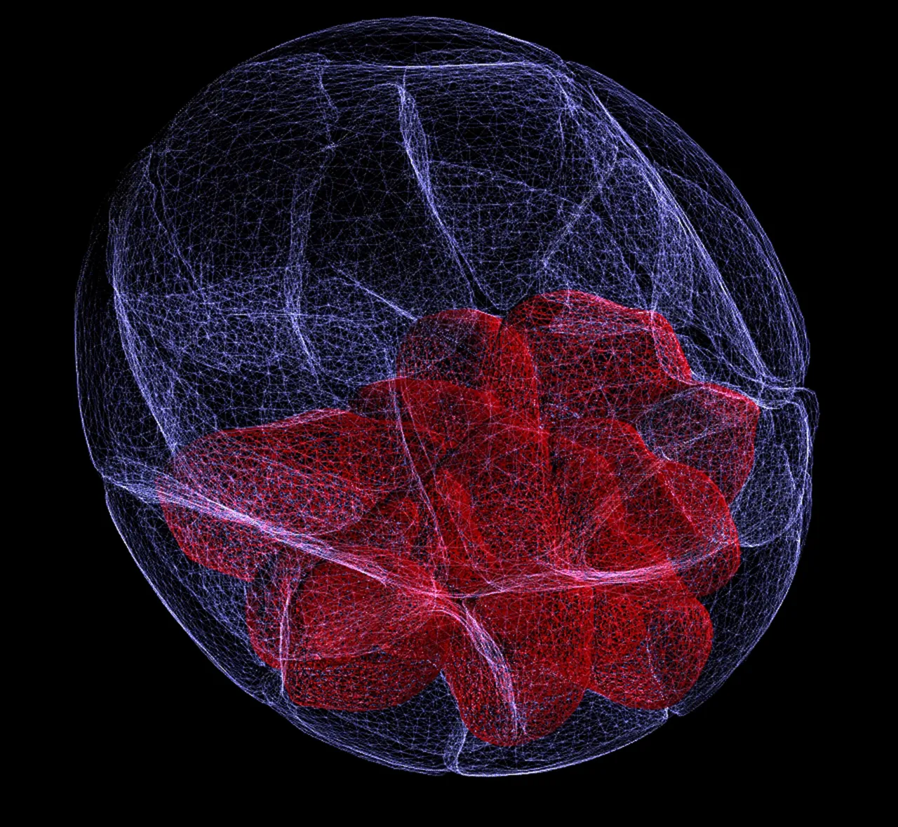 A 3D model of an early mouse embryo at the blastocyst stage