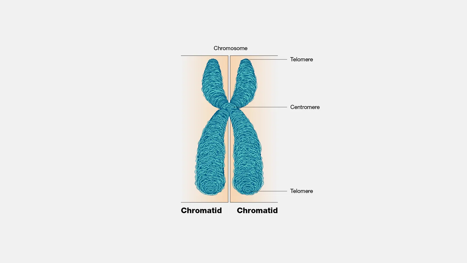 Diagram of a copied chromosome made of two matching sister chromatids joined at the centromere